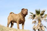 SHAR-PEI 681